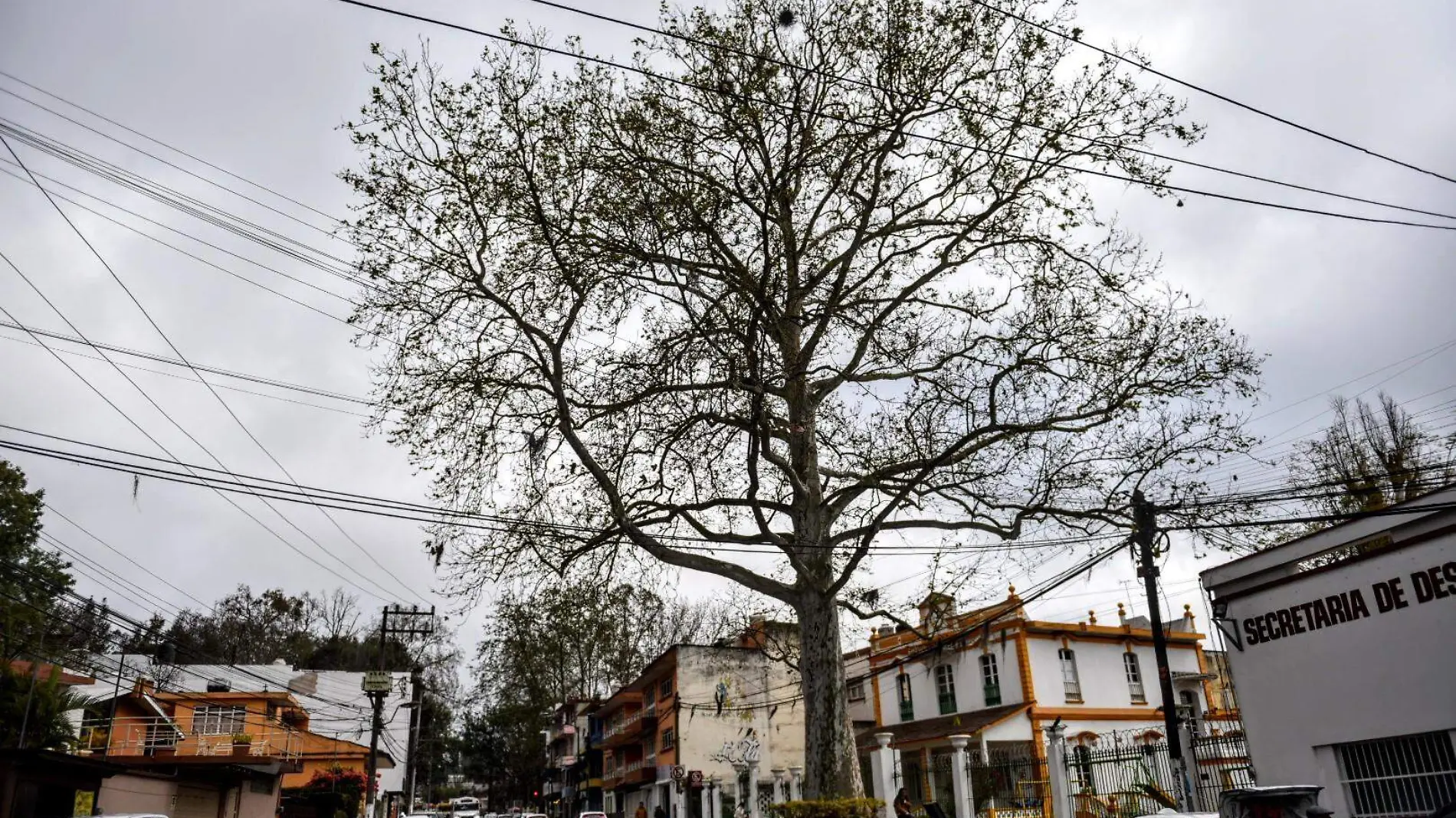 Haya el árbol